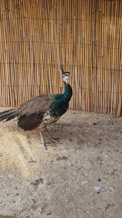 Păun mascul, fazani