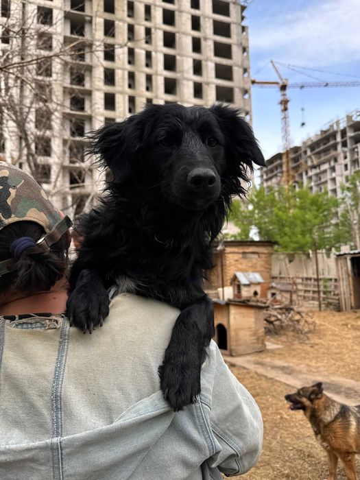 Собака девочка в добрые руки