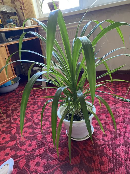 Продам цветок для дома