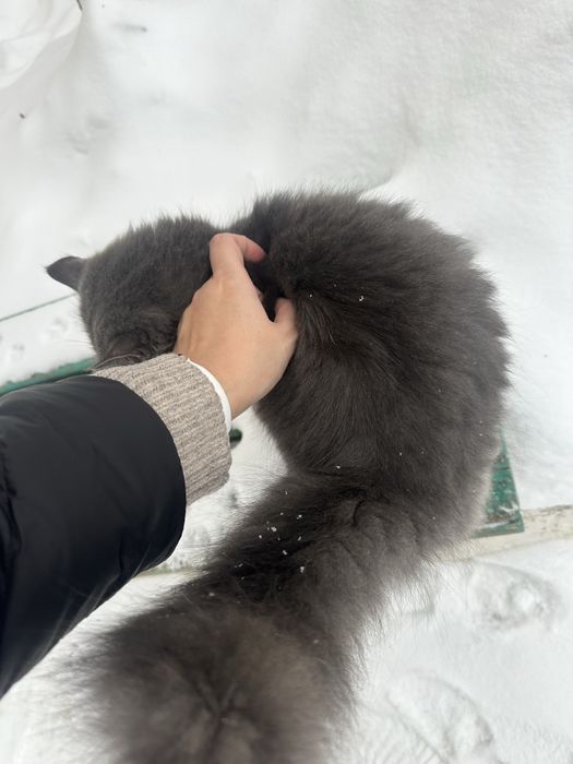 Ласковый котенок