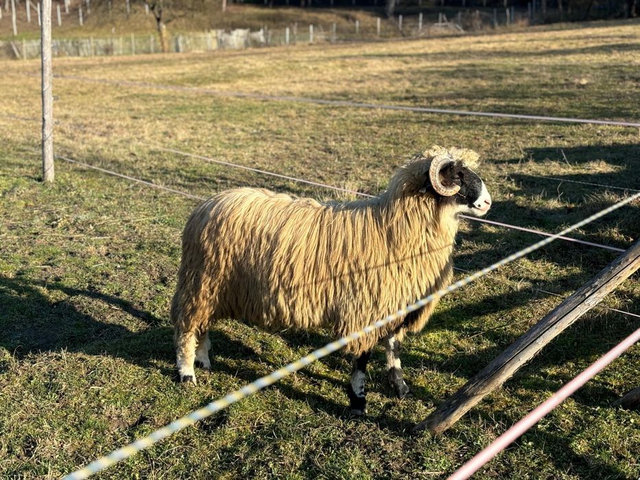 Berbeci noatini de Petroșani