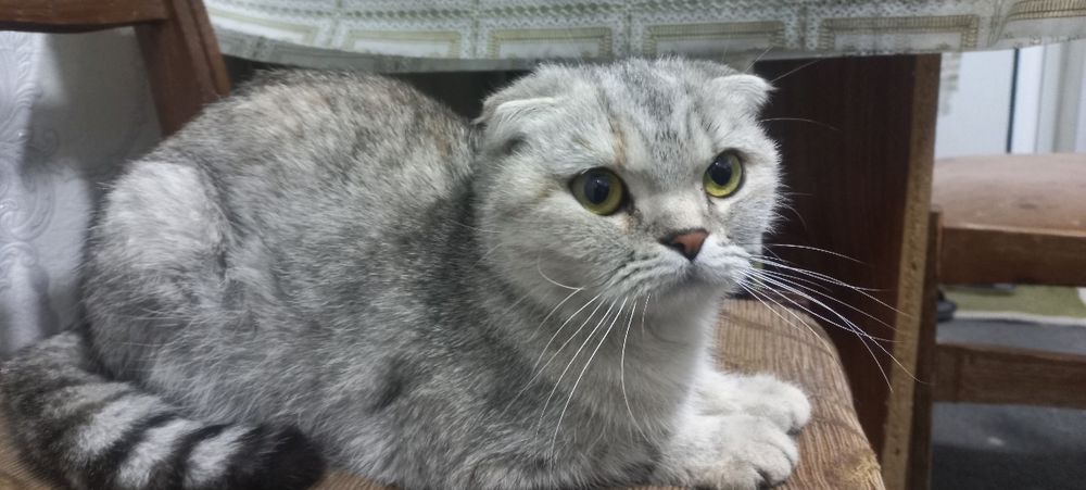 Toza Zotor Mushuk nomi Scottish fold