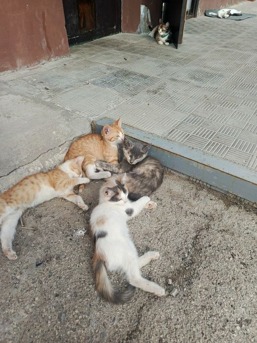 Отдам в добрые руки