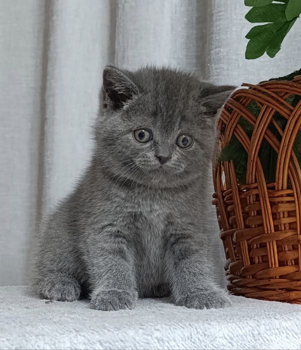 British shorthair