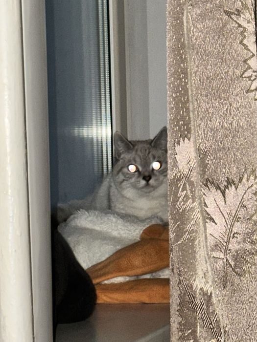 Котят в добрые руки!