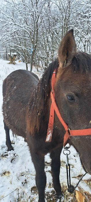 Vind cârlan de un an și jumătate