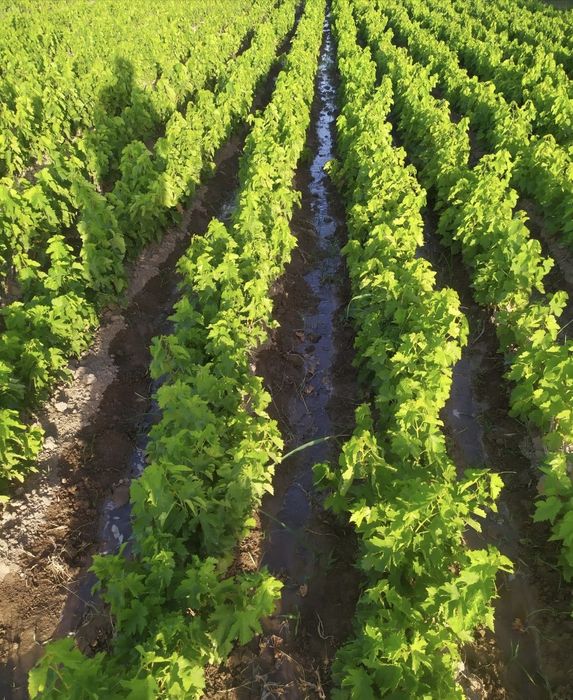 NAVI va SIFATI kafolatlangan, IN-VITRO usulida yetishtirilgan ushbu