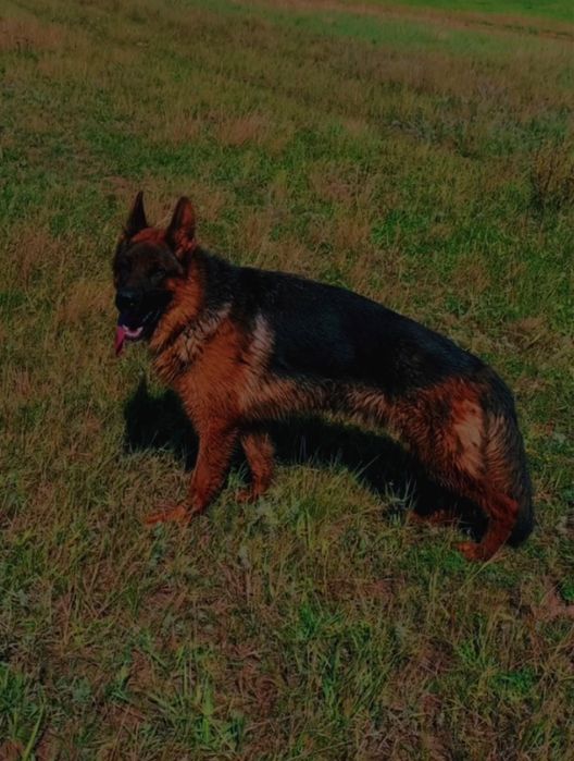 Вязка немецская овчарка