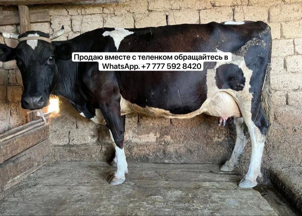 Продаётся отличная кормилица, спокойная и ласковая.