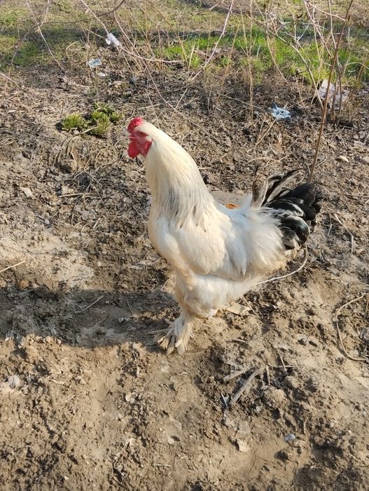 Қораз гарантия 100%