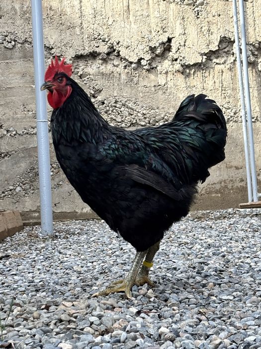 Джерсиский гигант қоразы сатылады.