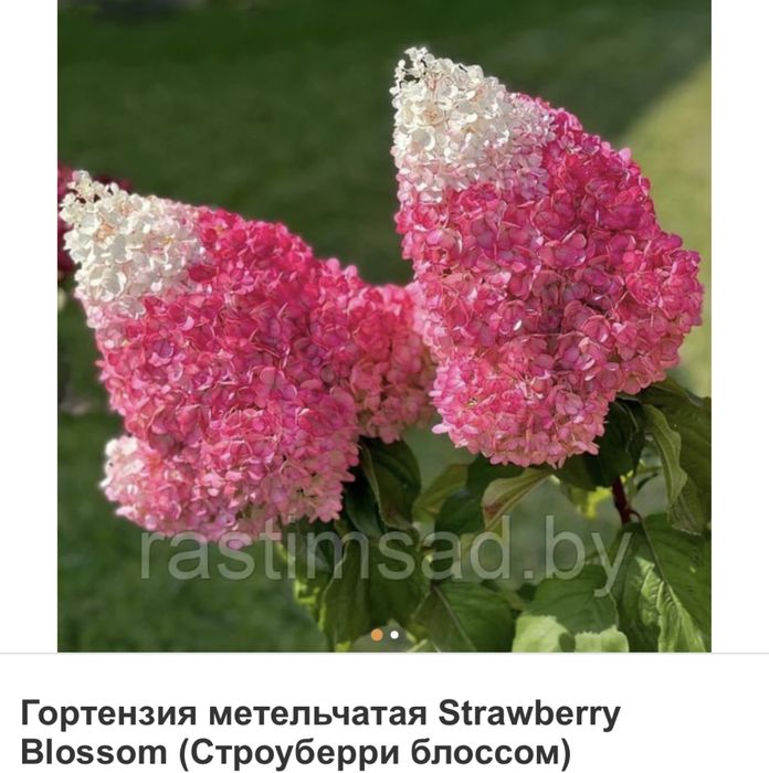 Гортензии 4-х летка