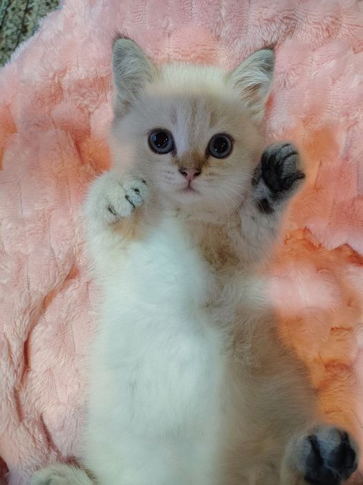 Котята продаю страйт