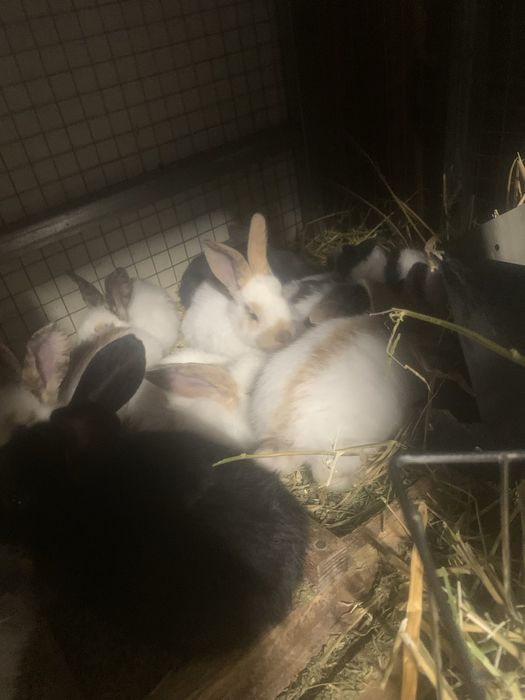 Налични зайци различни породи