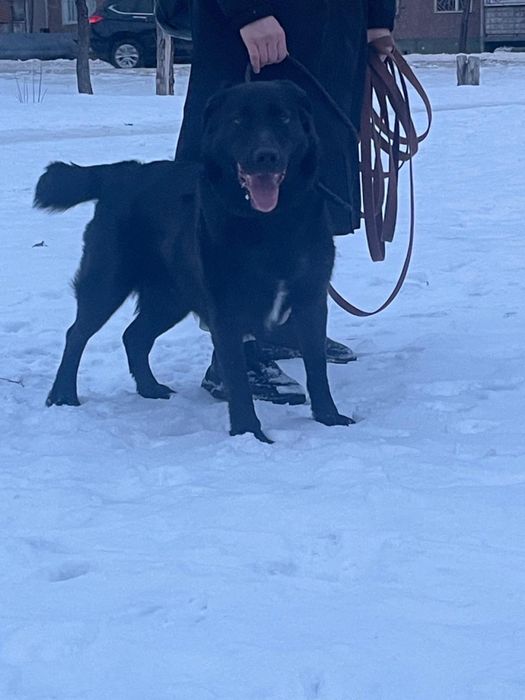 Сабока животное.