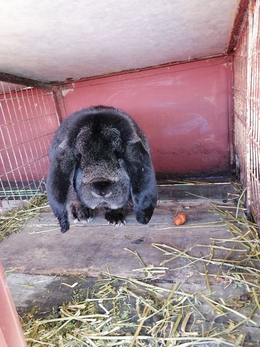 Berbec german și UG