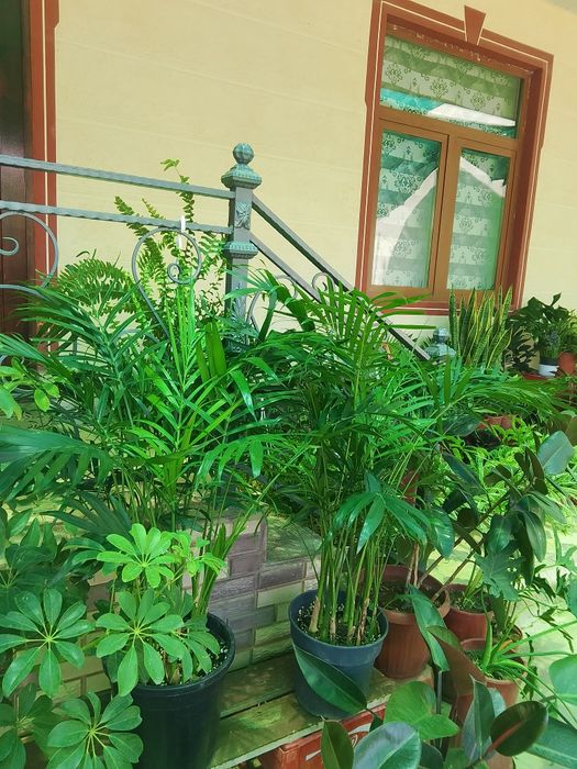 Honaki gullar, gul, цветы, растения, оптом
