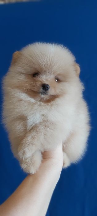 Шпиц мальчик кремовый