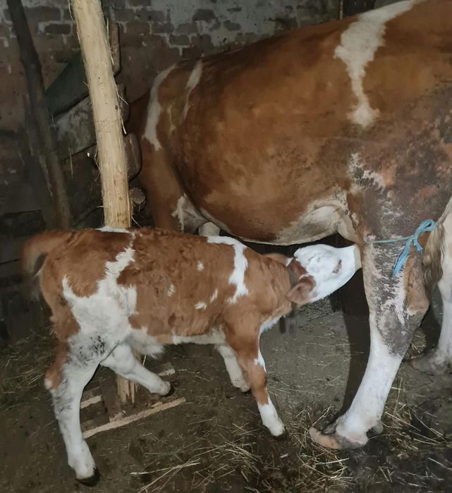 Vitea de lapte de 3 saptamani