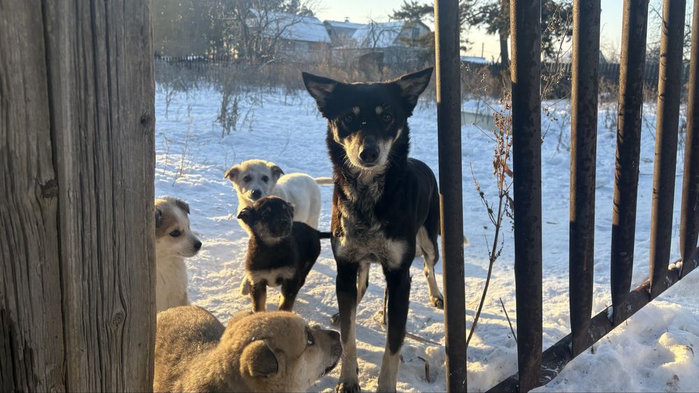 Щенки Щенки бездомыши