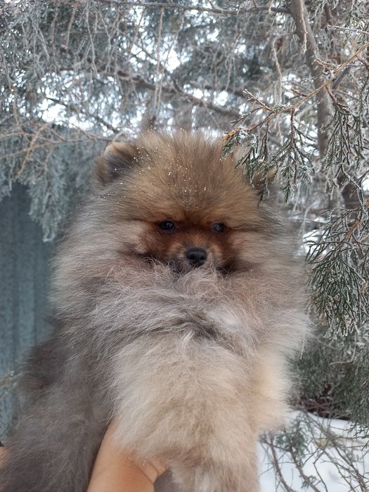 Продаётся меховой мальчик