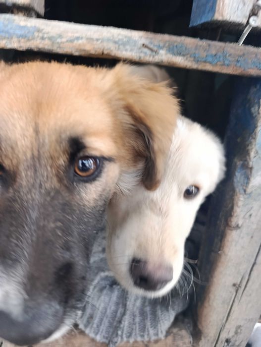 Щенки средней породы.