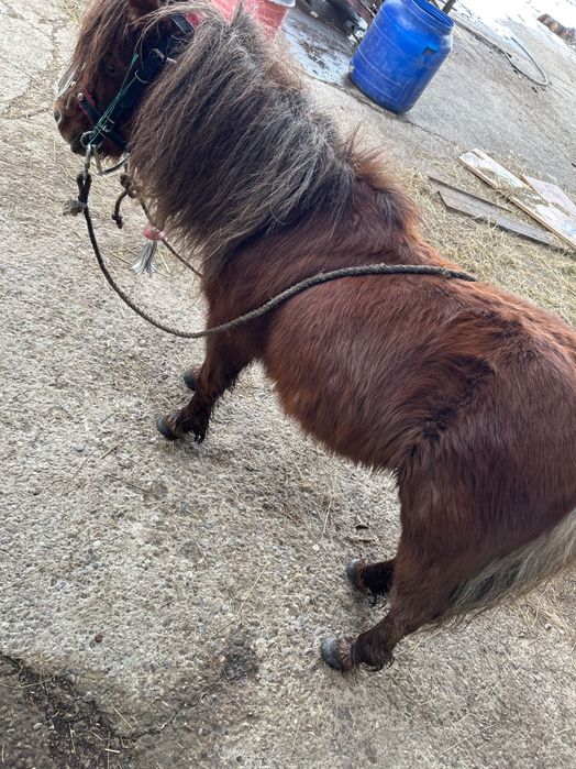 Ponei armăsar de vânzare