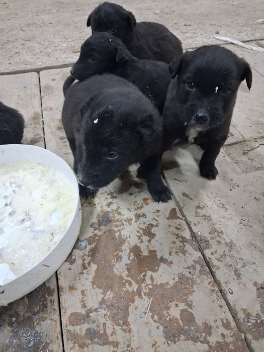 Щенки в хорошие руки