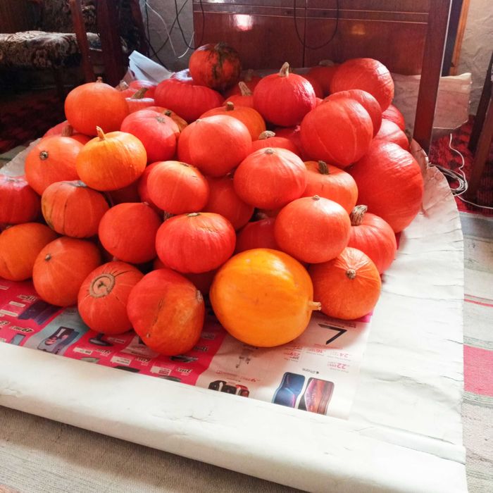 Продам тыкву. Продам тыкву.