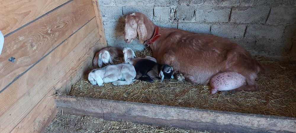 De vânzare țăpic  anglo-nubian