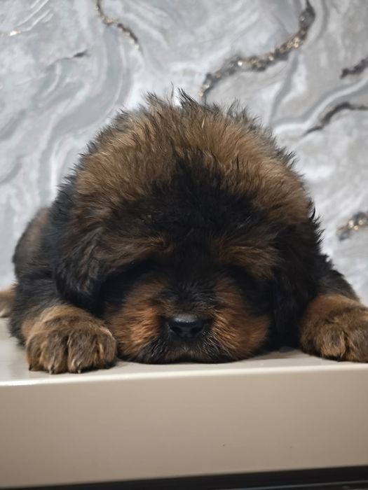 Щенки Тибетского Мастифа привозные крови Монголия и Китай