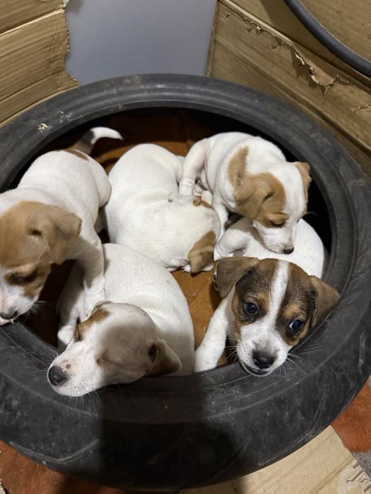 Малки джак ръселчета