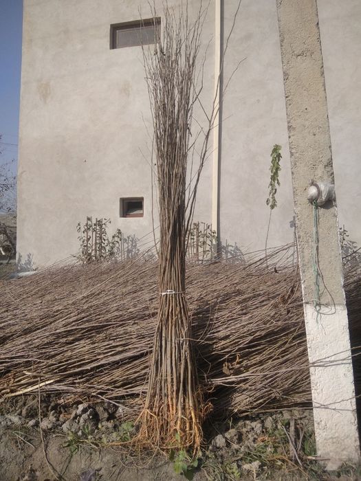 Tut kochat kelishtirilgan narx