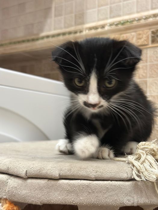 Скотиш Фолд Девочка