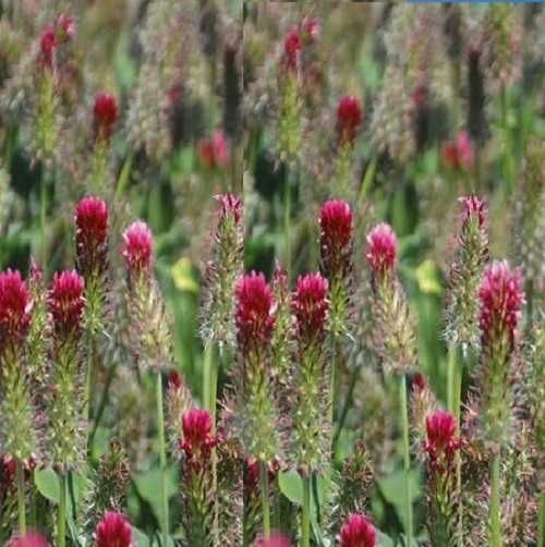 Facelia si alte plante melifere si fixatoare de azot