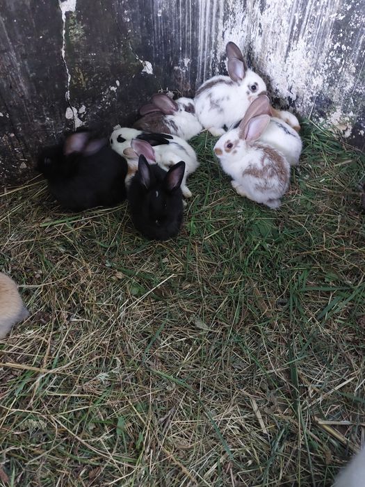 Vând iepuri  5+1 gratis Fluture German și Uriaș  Sur