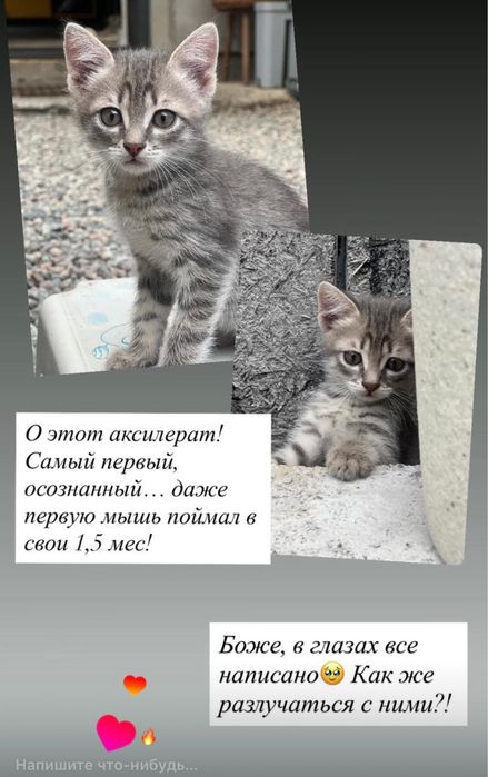 Котята в хорошие руки