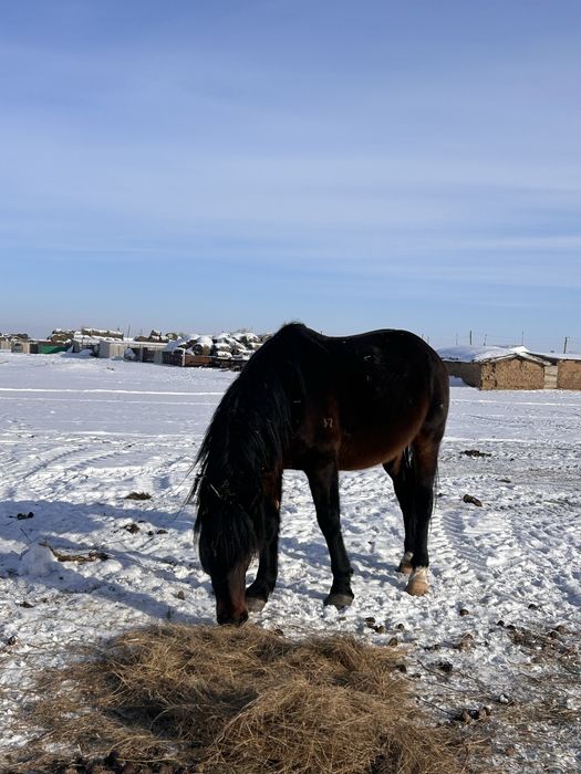 Айгырлар сатылад