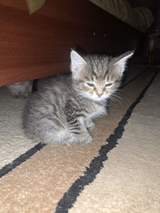 Отдам бесплатно 2 котят мальчики срочно!!!