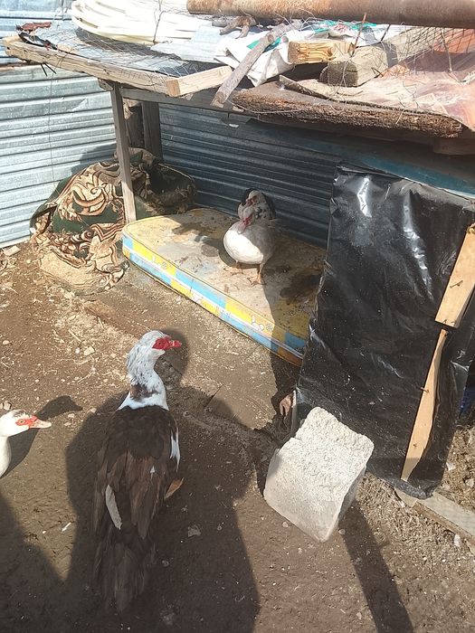 Продам индаутка и. Ауыстрам