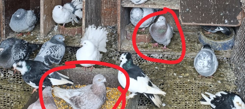 O pereche de standard maro