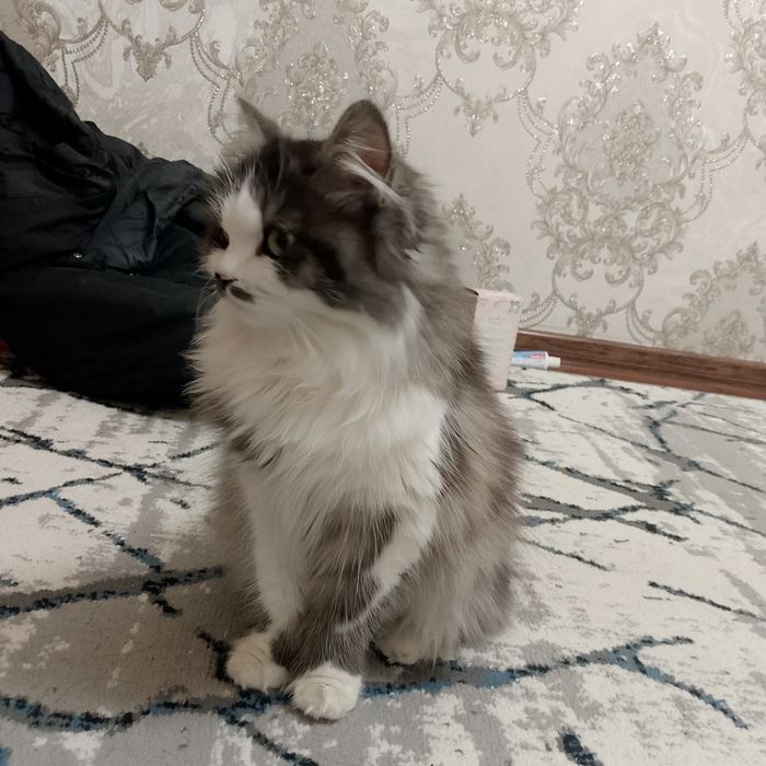 Shoshilinch! Premium uzun junli mushuk sotiladi

Juda chiroyli, opp