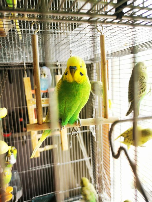 Papagali  de vanzare