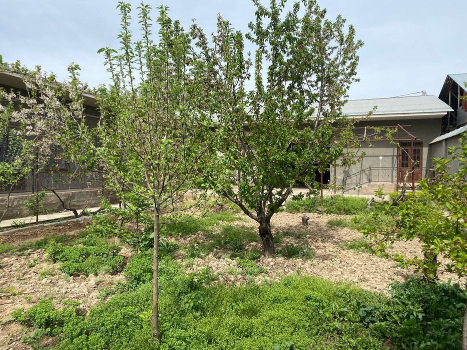 7 sotixli honodon sotiladi