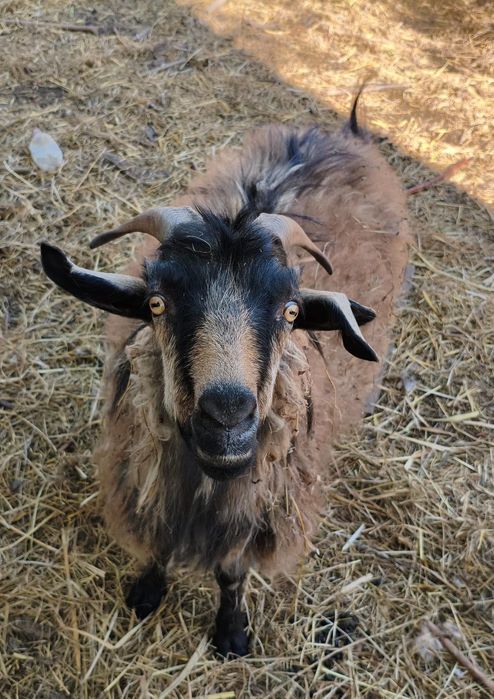 продам трёх казлов