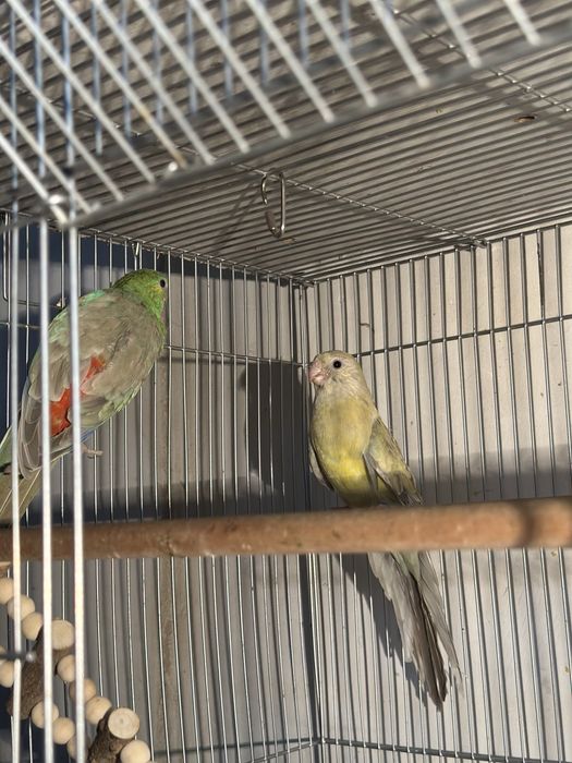 Toti xammasi qafaslari blan xammasi ozni pari blan tayyor