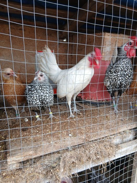 Oua incubat phoenix  cochinchina sebright chabo