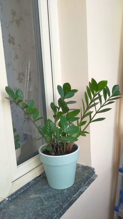 Продам долларовое дерево