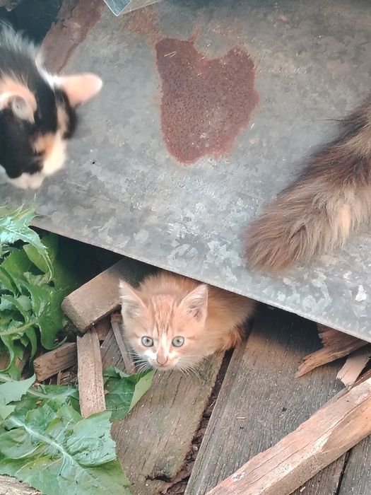 Подарявам котенца!