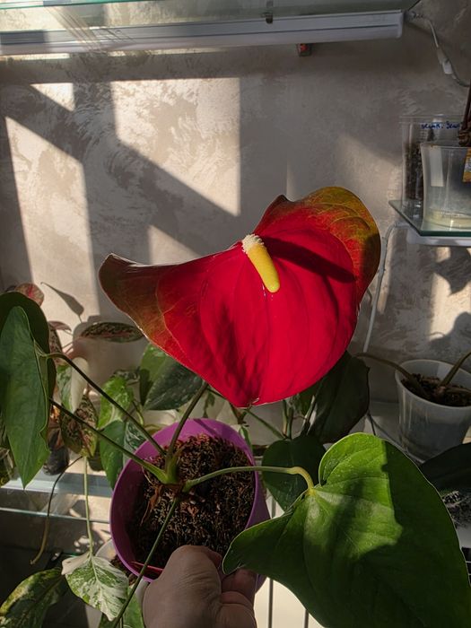 Антуриум Бэби Бумер